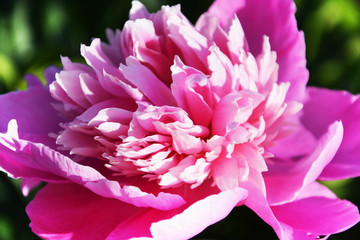 peony, flower, pink, nature, garden, rose, blossom, plant, flowers, summer, peony, green, spring, bloom, beauty, floral, beautiful, flora, macro, petal, leaf, red, color, closeup, roses, blooming