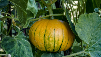 Turban Squash closeup 1.