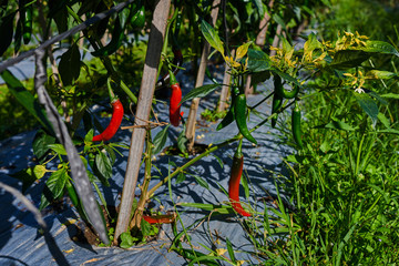 Red peppers growing in hydroponic. Plantations of peppers in the field. Autumn organic vegetables. Agriculture products. Organic food background. Harvesting time. Well ripened crop. Growing chili.