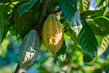 Close up of yellow-orange and green cacao fruit or pods in the sunny day hanging on tree. Cacao...