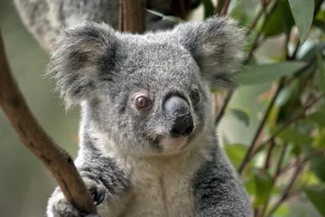 Photo sur Aluminium Koala Joey Koala