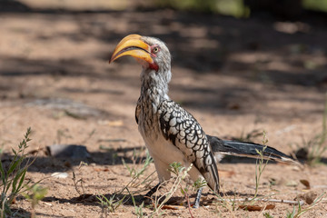 Portrait of upright proud yellow billed Hornbill on ground with grass, Namibia
