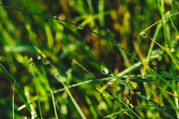 Fototapeta na wymiar Beautiful vivid shiny green blade of grass with dew drops close-up with copy space. Pure, pleasant, nice greenery with rain drops in sunlight in macro. Green textured plants in rain weather.