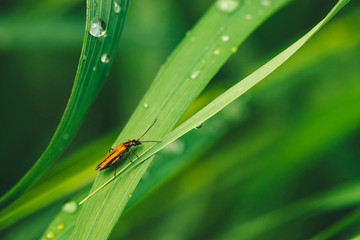 Small beetle Cerambycidae on vivid shiny green grass with dew drops close-up with copy space. Pure, pleasant, nice greenery with rain drops in sunlight in macro. Green plants in rain weather.