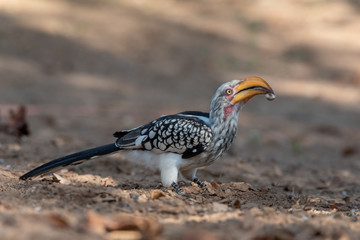 Portrait of yellow billed Hornbill feeding on delicious worm in beak, Namibia