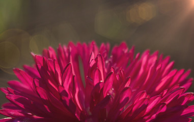 Beautiful flower on a blurred bokeh background