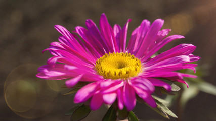 Obraz premium Beautiful flower on a blurred bokeh background