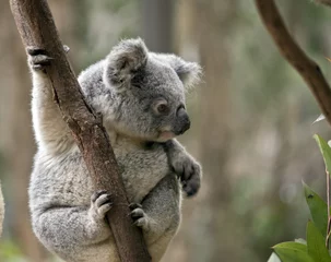 Stickers meubles Koala Joey Koala