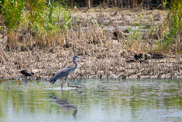 Grey Heron or Ardea cinerea stands in river