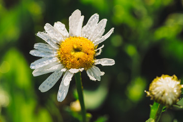 Fototapeta premium Chamomile in rainfall close up. Daisy in heavy rain in macro. Marguerite in downpour. Wet drops on beautiful flower. Rich vivid green grass in droplets. Background with plants in raindrops.