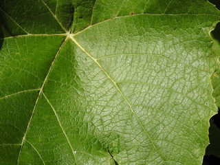macro leaf
