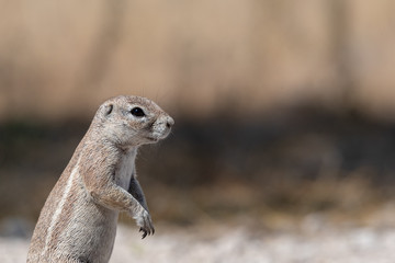 Close up portrait of ground squirrel with text space on right