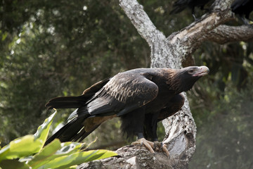 wedge tailed eagle