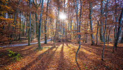 Autumn in the forest at Leoni near Lake Starnberg, Bavaria, Germany