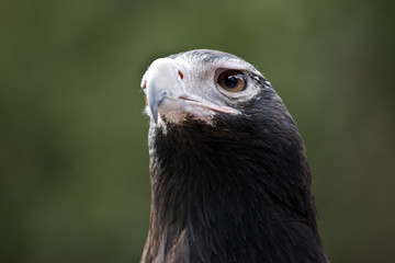 wedge tailed eagle
