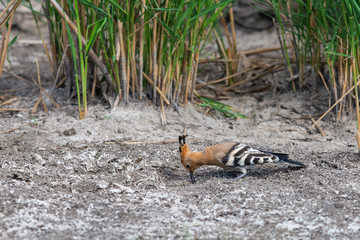 Eurasian Hoopoe or Common hoopoe or Upupa epops © rostovdriver