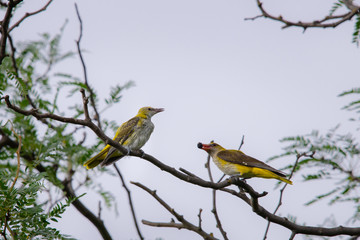 Young Eurasian Golden Oriole or Oriolus oriolus feeds the chick © rostovdriver