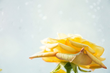 background with drops of water and roses outside focus