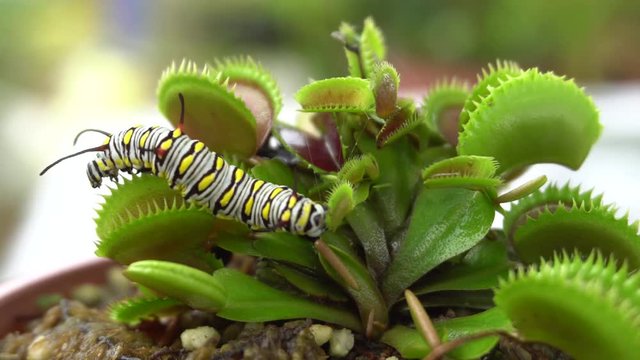 caterpillar creep through deadly venus flytrap leaves