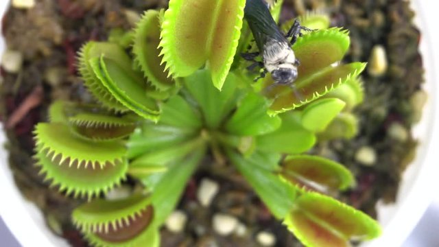 bee lucky escape from venus flytrap leaves