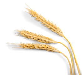 Closeup of Golden Barley / Wheat Plants