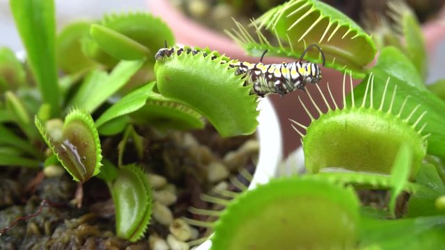 caterpillar fail trying to escape from deadly venus flytrap leaf