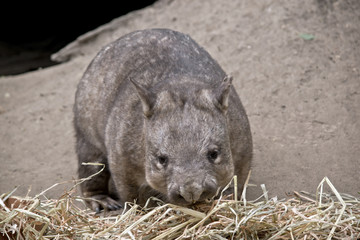 hairy nosed wombat