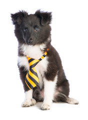 Shetland Sheepdog with pink tie