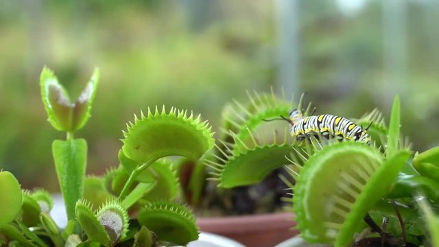 caterpillar creep through deadly venus flytrap leaves