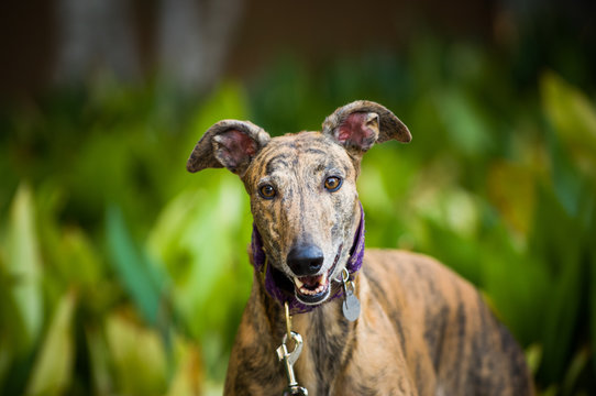 Greyhound dog outdoor portrait in greenery