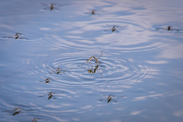 Water skipper or Gerridae, Hemiptera pairing in lake
