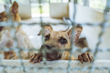 Young Dog behind Bars in a Shelter