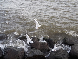 Birds © Karolina