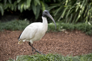 white ibis