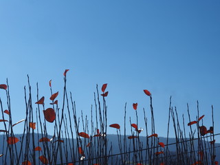 Leaves