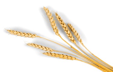 Golden Wheat Ears