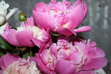 Peonies