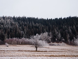 Winter