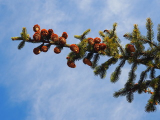 Xmastree
