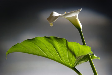 Zantedeschia Calle الكالا Zantedeschien Huonevehkat Calla Fiore Зантедеския 馬蹄蓮屬 Flower オランダカイウ属 Cantedeskia 