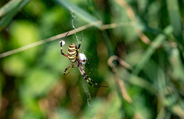 Wespenspinne mit Beute