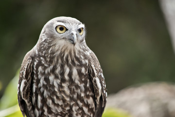 barking owl