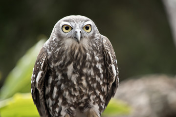 barking owl