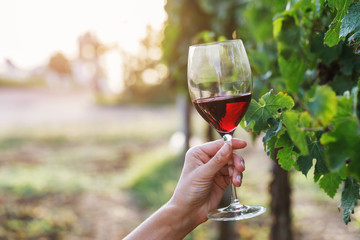 Glass of red wine in hand on grapevine background with space for text