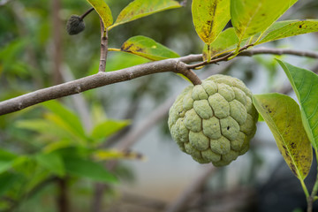A ripe sugar apple is seen hanging on a tree.