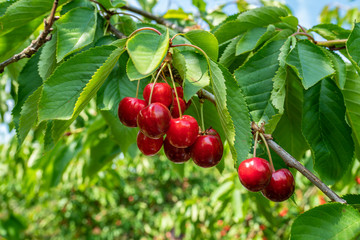 Fresh and ripe cherries seen hanging on cherry trees