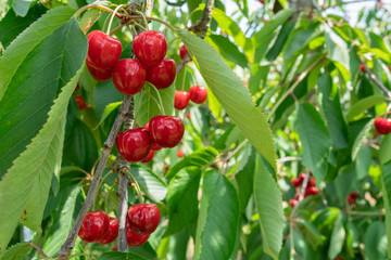 Fresh and ripe cherries seen hanging on cherry trees