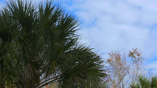 Palmetto tree with sky.