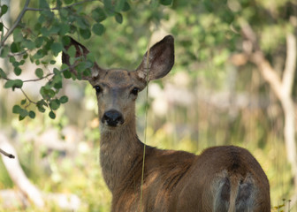 A mule deer doe looks back over it's shoulder while standing in font of a meadow surrounded by aspen trees.