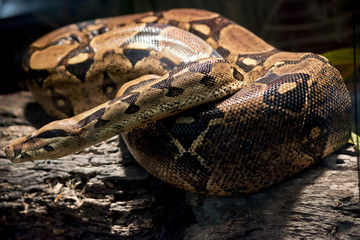 boa constrictor
